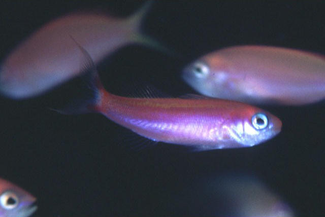 Luzonichthys williamsi